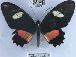 صورة <i>Parides eurimedes mycale</i>