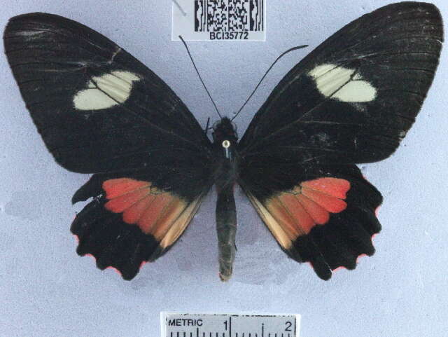 Imagem de <i>Parides eurimedes mycale</i>