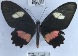 Imagem de <i>Parides eurimedes mycale</i>