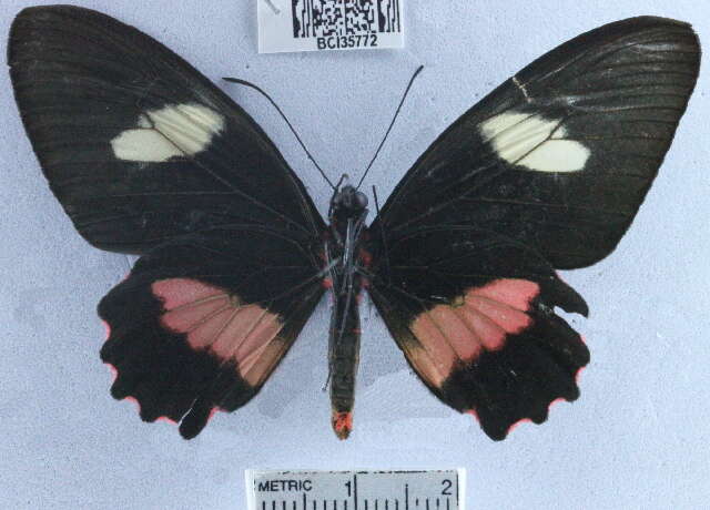 صورة <i>Parides eurimedes mycale</i>