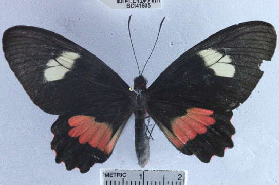 Image of <i>Parides eurimedes mycale</i>