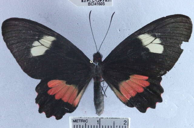 صورة <i>Parides eurimedes mycale</i>