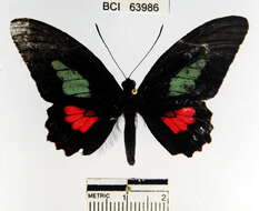 Imagem de <i>Parides eurimedes mycale</i>