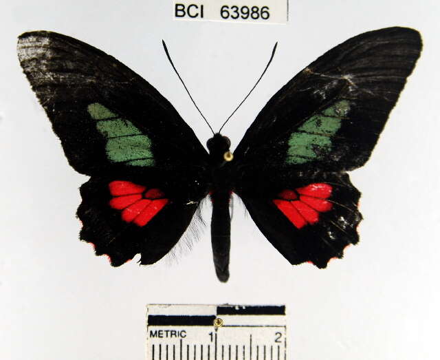 صورة <i>Parides eurimedes mycale</i>