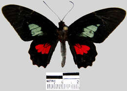 صورة <i>Parides eurimedes mycale</i>