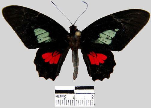 Imagem de <i>Parides eurimedes mycale</i>