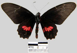 صورة <i>Parides eurimedes mycale</i>