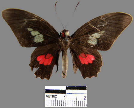 صورة <i>Parides eurimedes mycale</i>