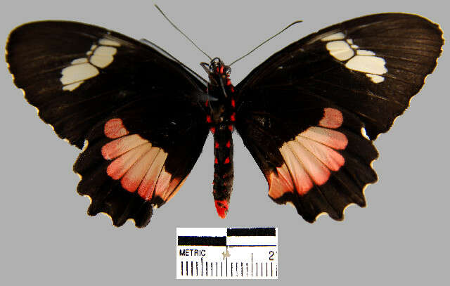 Image de Parides erithalion smalli