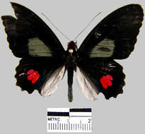 Image de Parides erithalion smalli