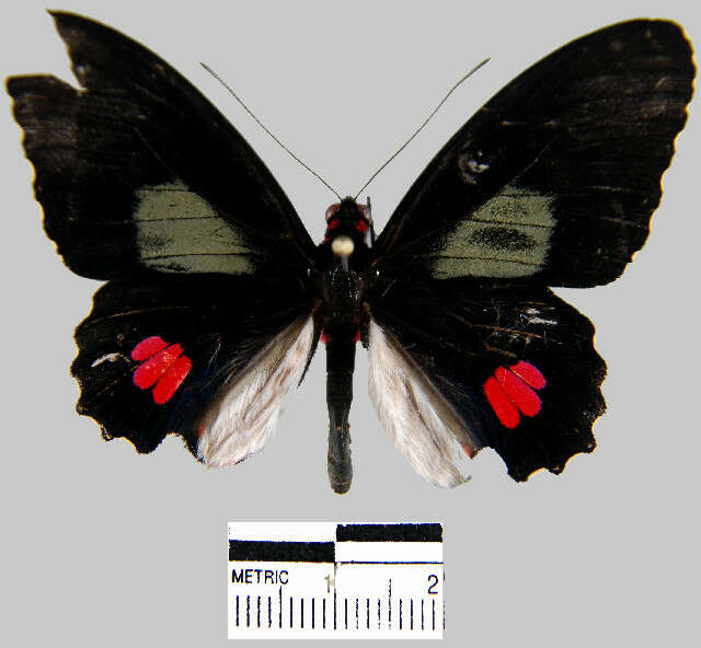 Image de Parides erithalion smalli