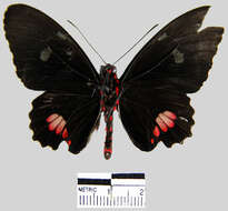 Image de Parides erithalion smalli