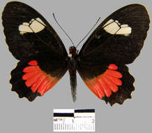 Image de Parides erithalion smalli