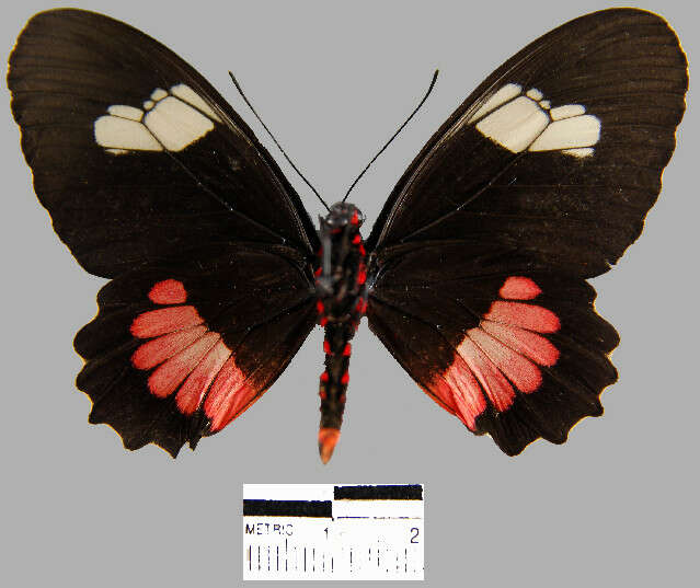 Image de Parides erithalion smalli