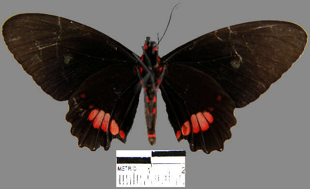 Sivun <i>Parides erithalion sadyattes</i> (Druce 1874) kuva