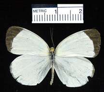 صورة <i>Eurema albula marginella</i>