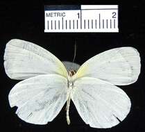 صورة <i>Eurema albula marginella</i>