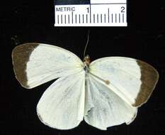 صورة <i>Eurema albula marginella</i>