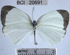 صورة <i>Eurema albula marginella</i>