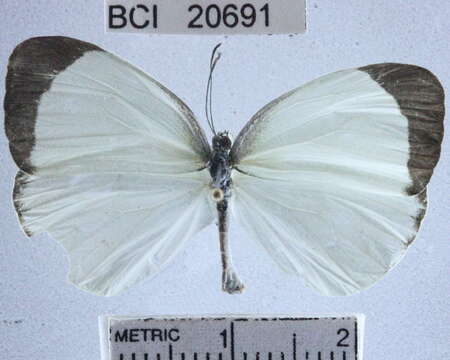 صورة <i>Eurema albula marginella</i>