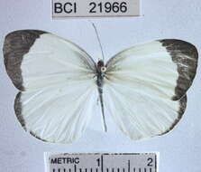 صورة <i>Eurema albula marginella</i>