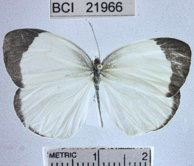 صورة <i>Eurema albula marginella</i>