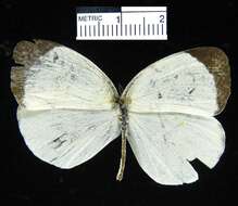 صورة <i>Eurema albula marginella</i>