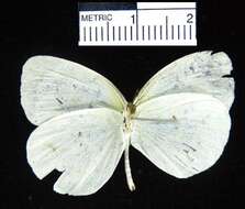 صورة <i>Eurema albula marginella</i>