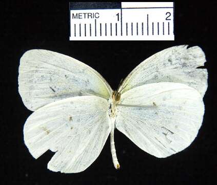 Слика од <i>Eurema albula marginella</i>