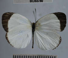 صورة <i>Eurema albula marginella</i>