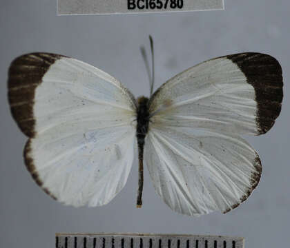 صورة <i>Eurema albula marginella</i>