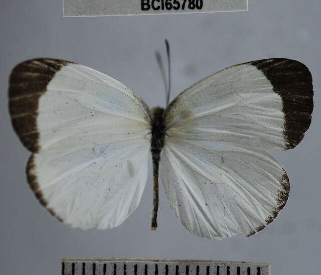 صورة <i>Eurema albula marginella</i>