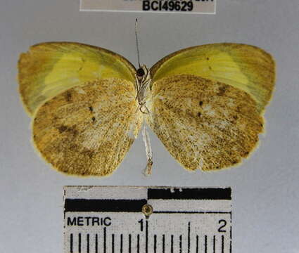 Image of Barred Yellow