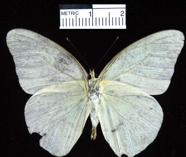 Image of Glutophrissa drusilla tenuis