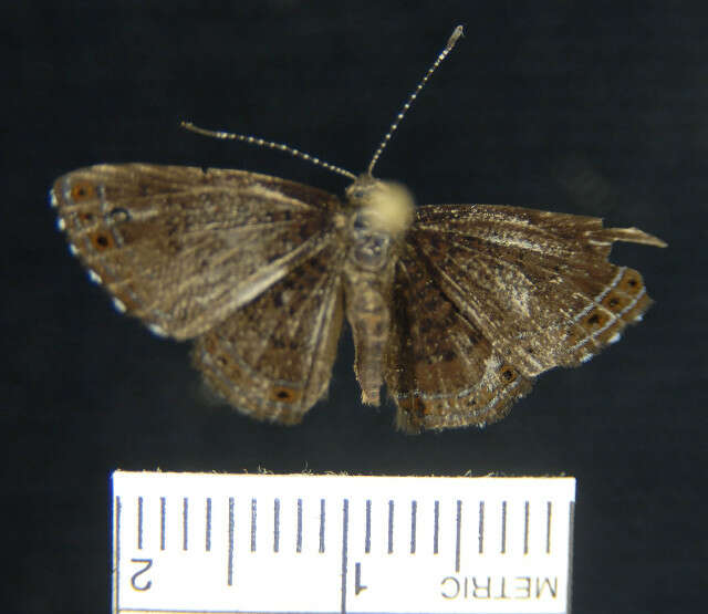 Image of <i>Detritivora hermodora</i>