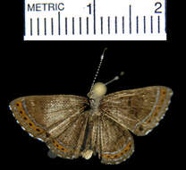 Image of <i>Detritivora hermodora</i>