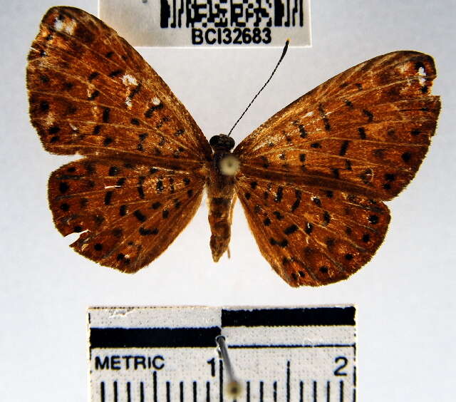 Image of <i>Metacharis victrix</i> Hewitson 1870