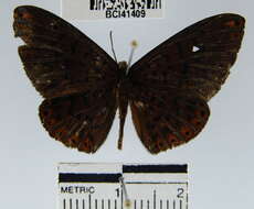 Image of <i>Metacharis victrix</i> Hewitson 1870