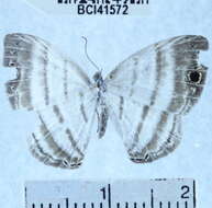 Image of Leucochimona iphias Stichel 1909