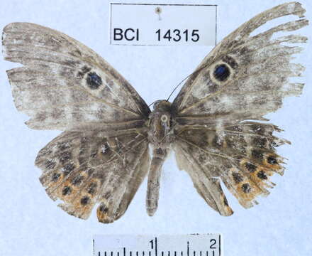 Image of Eurybia patrona Weymer 1875