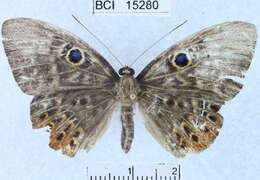 Image of Eurybia patrona Weymer 1875