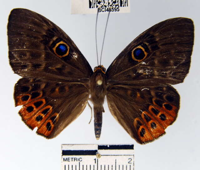 Image of Eurybia patrona Weymer 1875