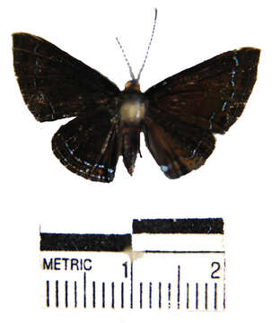 Image of <i>Calephelis iris</i>