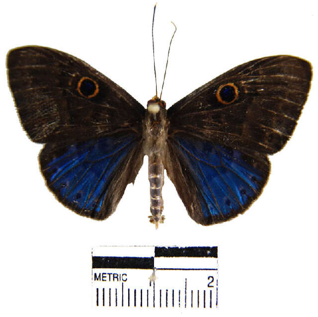 Слика од Eurybia lycisca Westwood (1851)