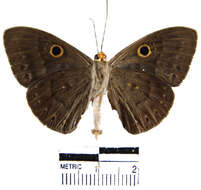 Слика од Eurybia lycisca Westwood (1851)