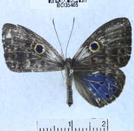 Слика од Eurybia lycisca Westwood (1851)