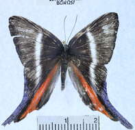 <i>Rodinia calphurnia</i> resmi