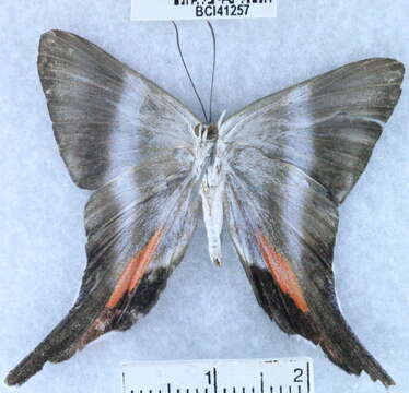 <i>Rodinia calphurnia</i> resmi