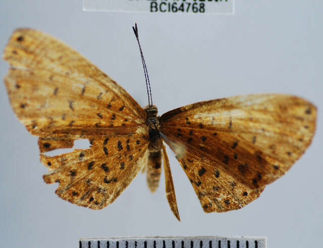 Image of <i>Metacharis victrix</i> Hewitson 1870