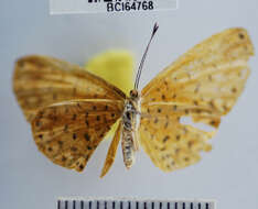 Image of <i>Metacharis victrix</i> Hewitson 1870